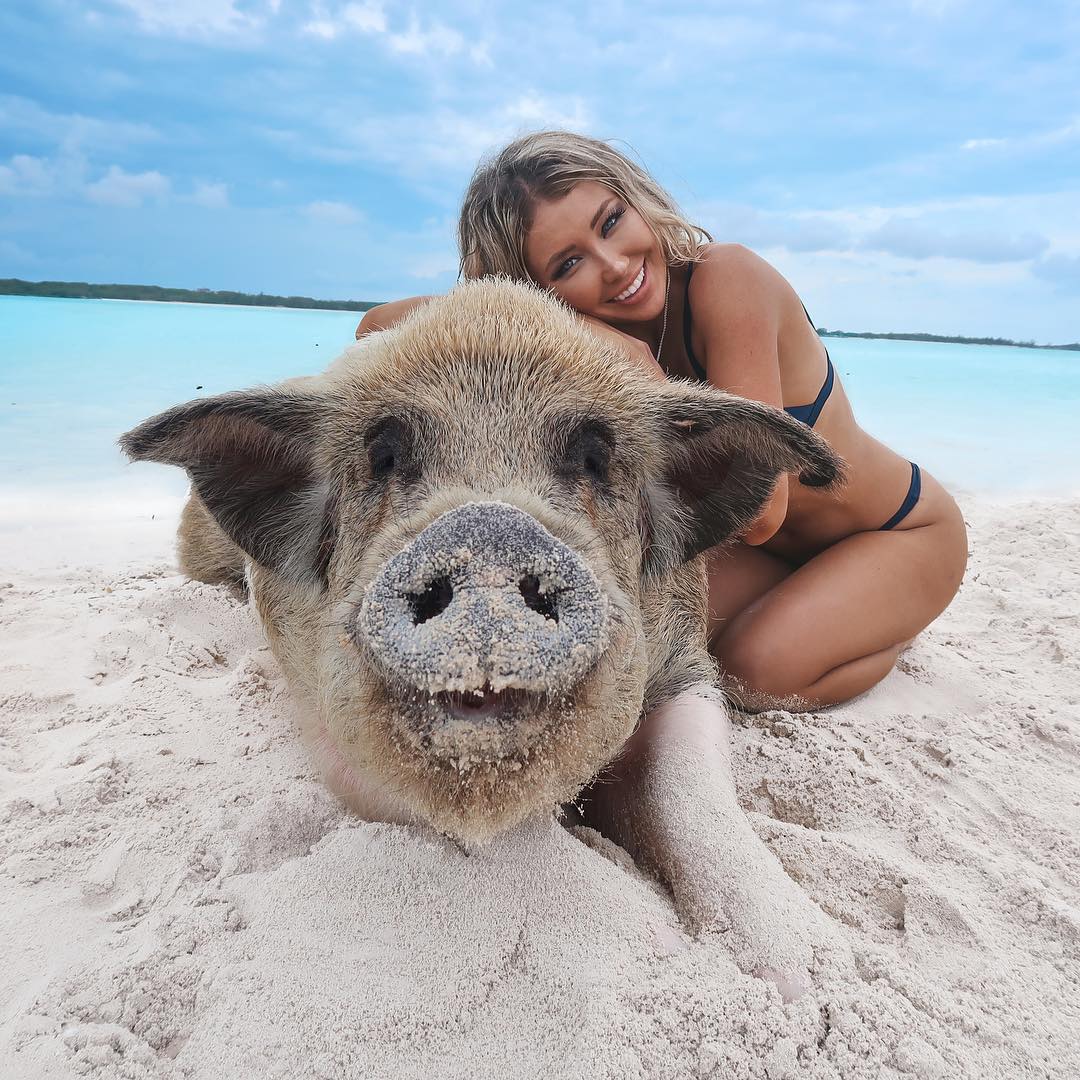 swimming with pigs bahamas